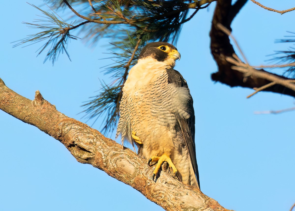 Peregrine Falcon (Australian) - ML615425030