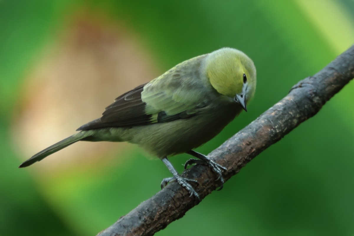 Palm Tanager - ML615425273