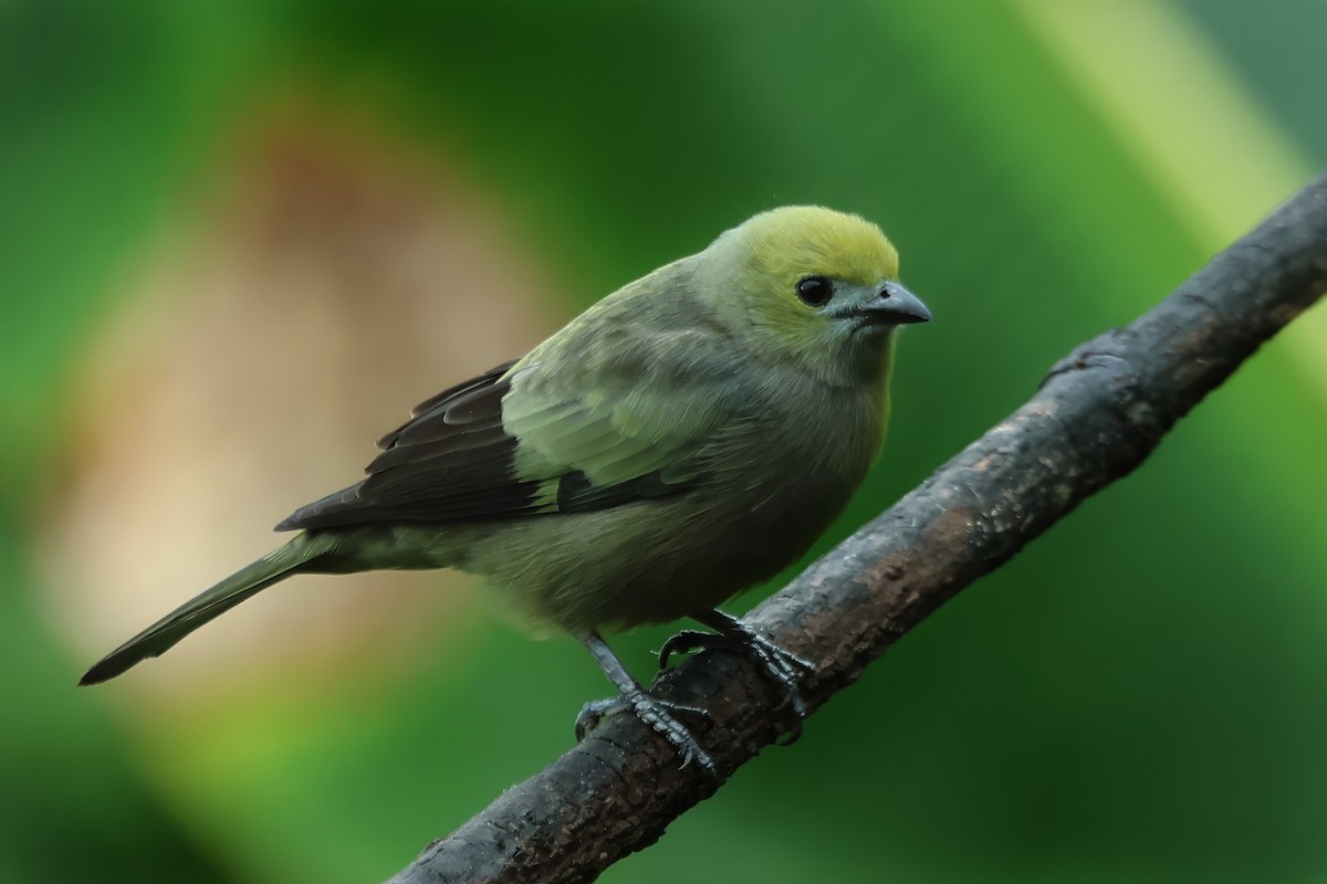Palm Tanager - ML615425274