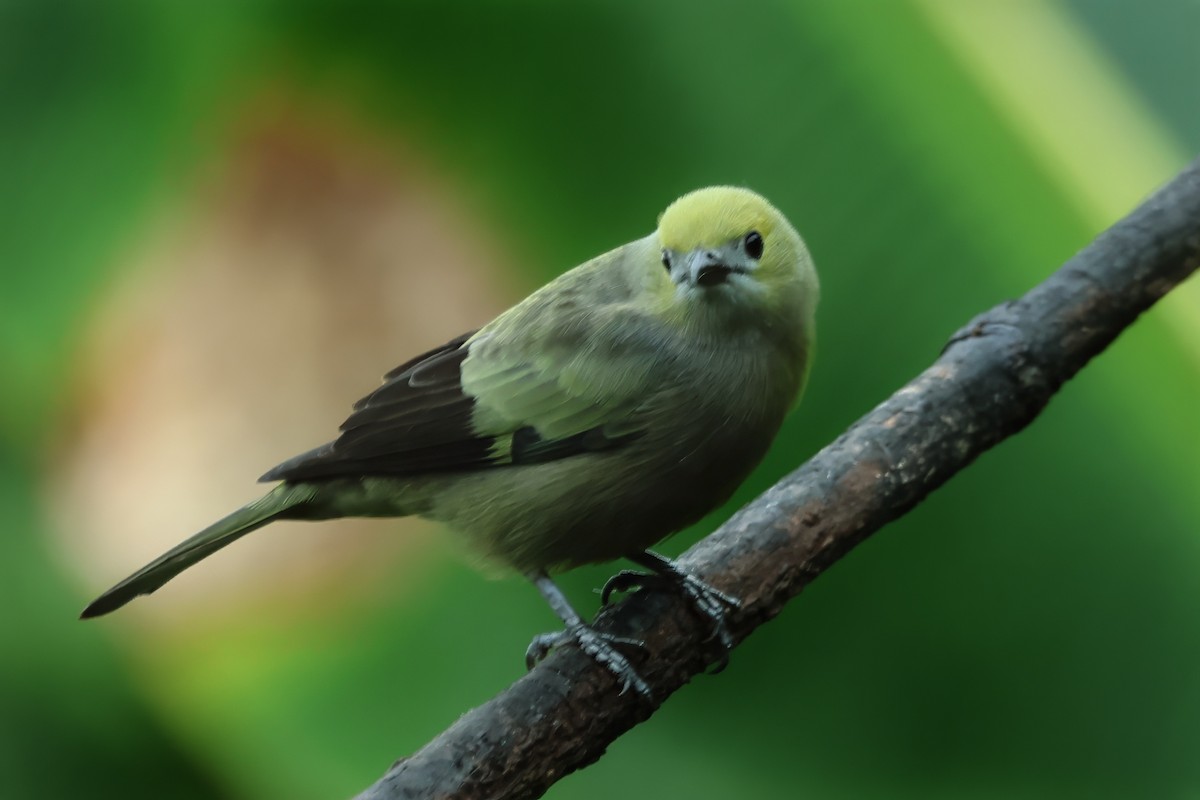 Palm Tanager - ML615425275