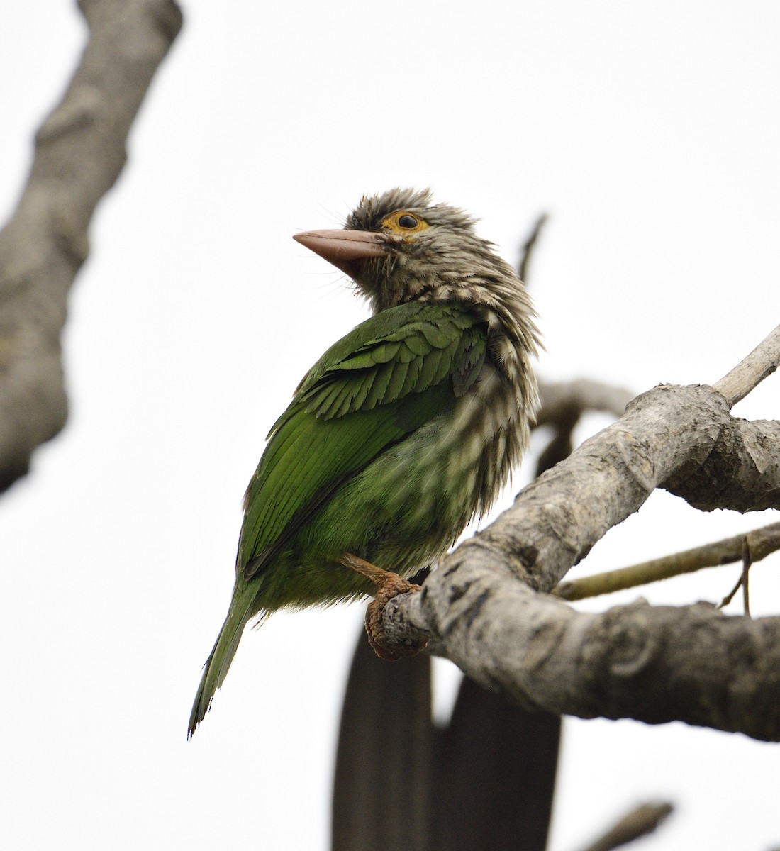 Lineated Barbet - ML615425330