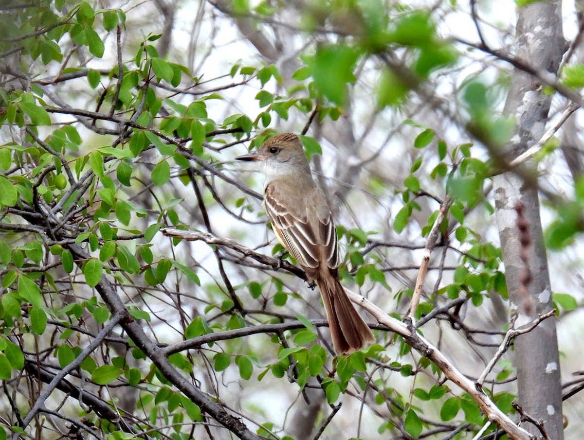 Brown-crested Flycatcher (South American) - ML615425432