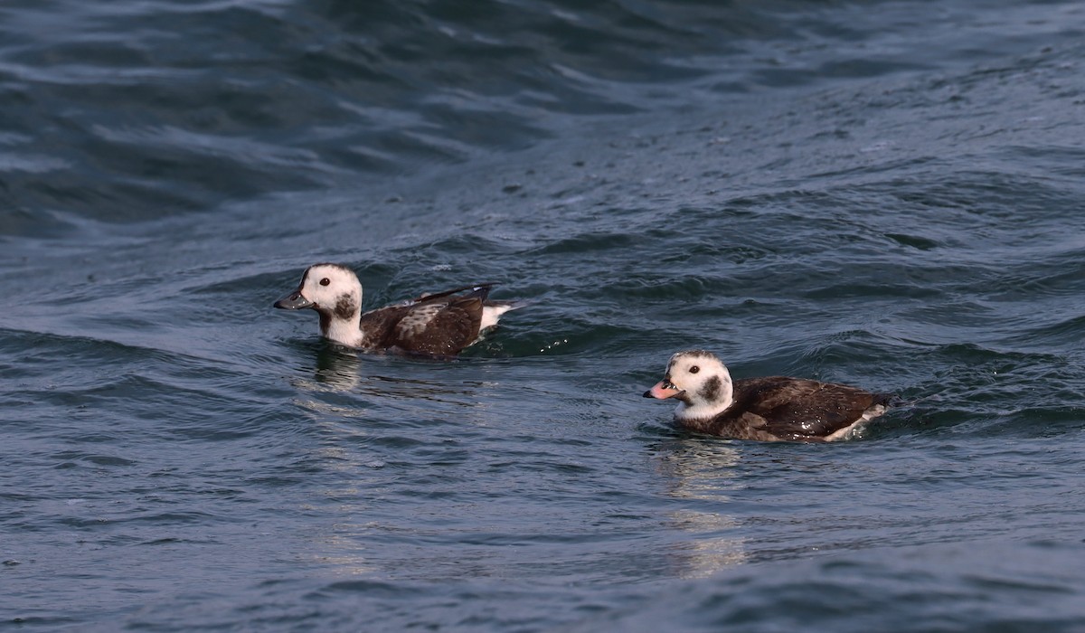 Long-tailed Duck - ML615425435