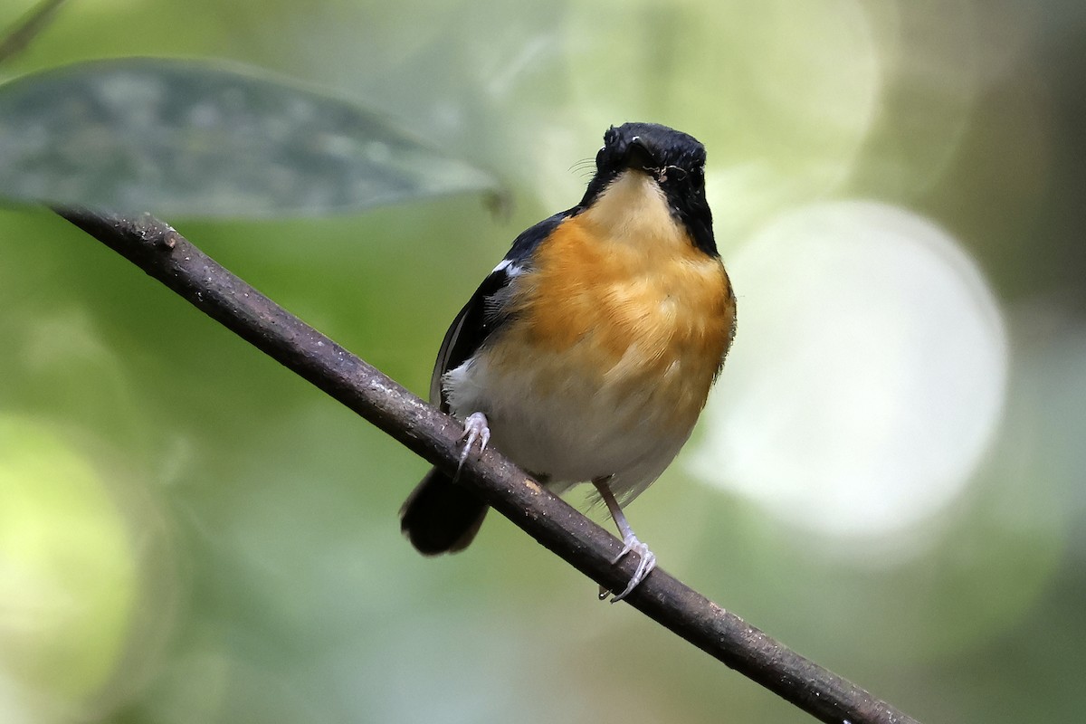 Rufous-chested Flycatcher - ML615425457