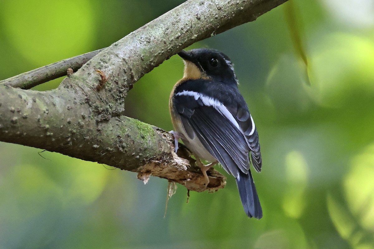 Rufous-chested Flycatcher - ML615425458
