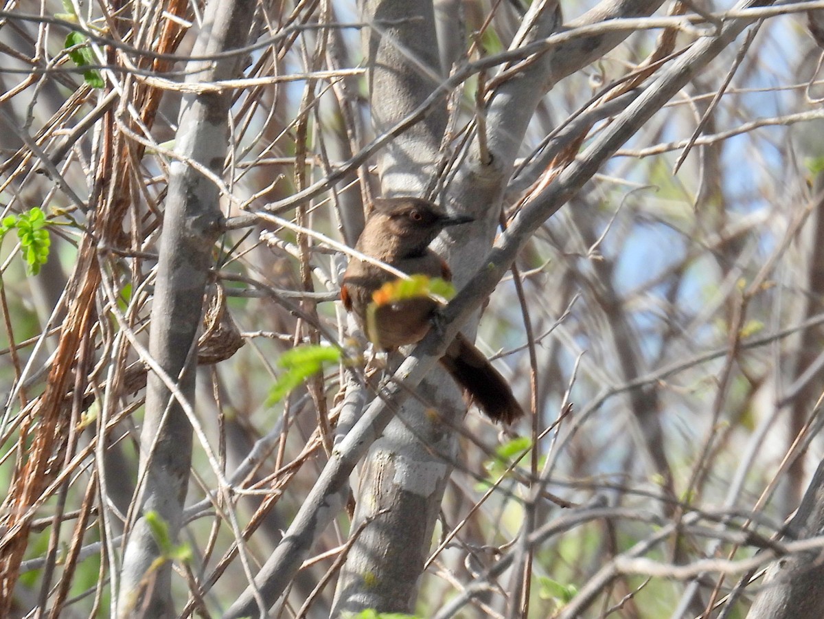 Red-shouldered Spinetail - ML615425465