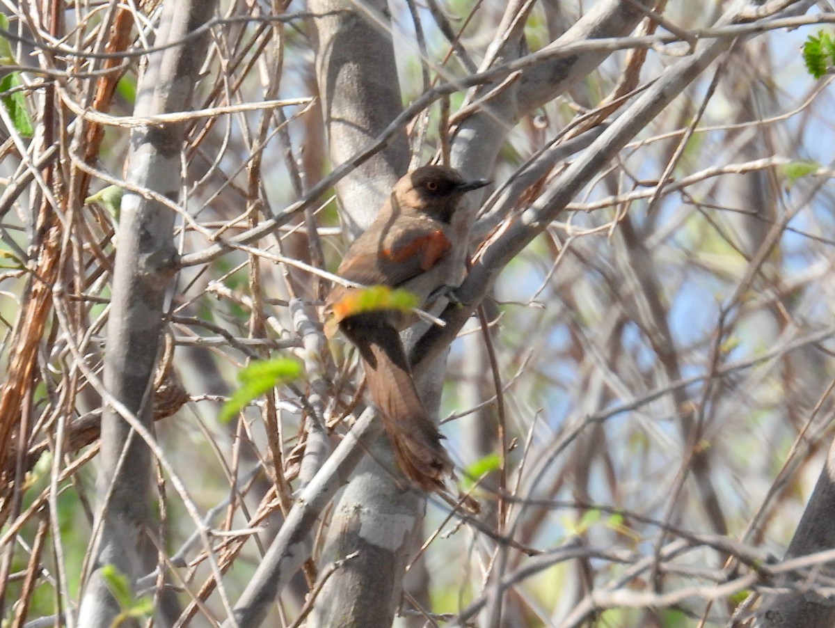 Red-shouldered Spinetail - ML615425469
