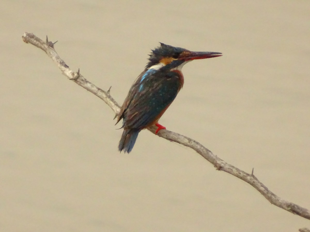 Common Kingfisher - ML615425476
