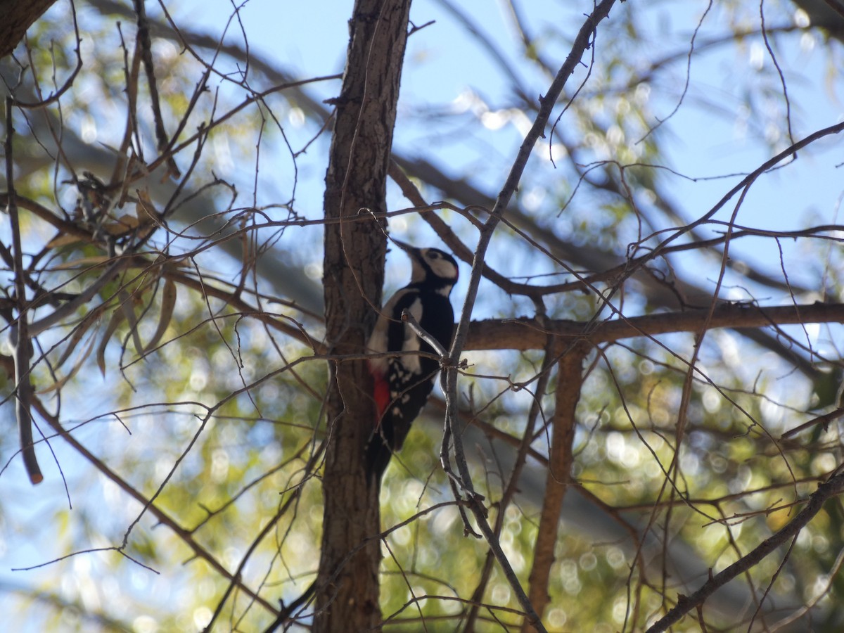 Great Spotted Woodpecker - ML615425486