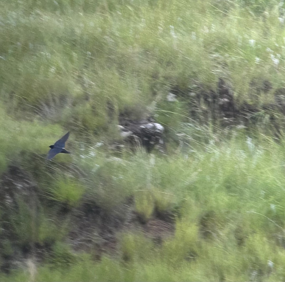 Montane Blue Swallow - ML615425701