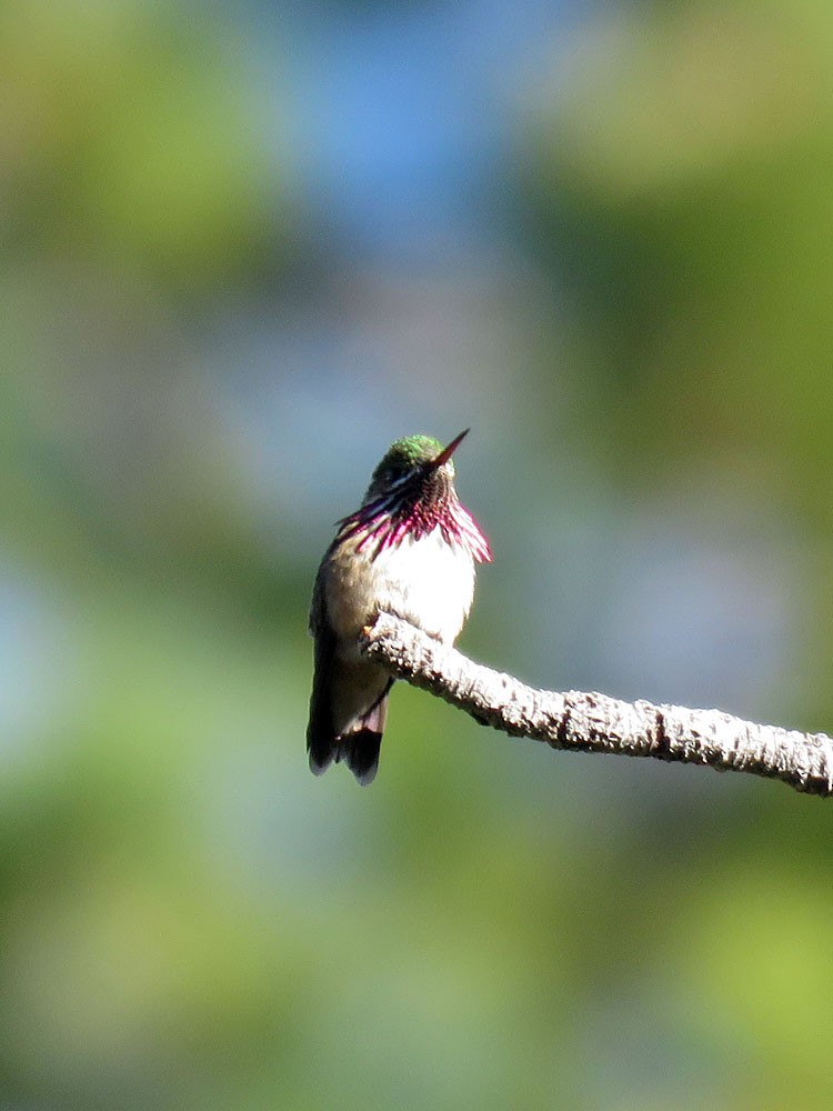 Calliope Hummingbird - Gena Zolotar