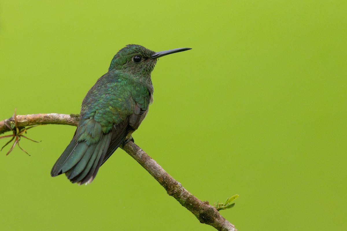 kolibřík skvrnitoprsý - ML615425717