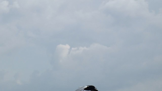 White-winged Tern - ML615425827