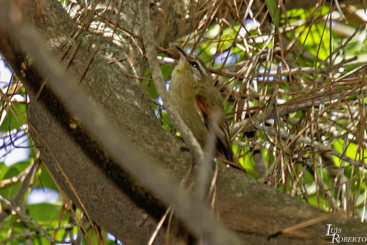 Olive Spinetail - ML615425868