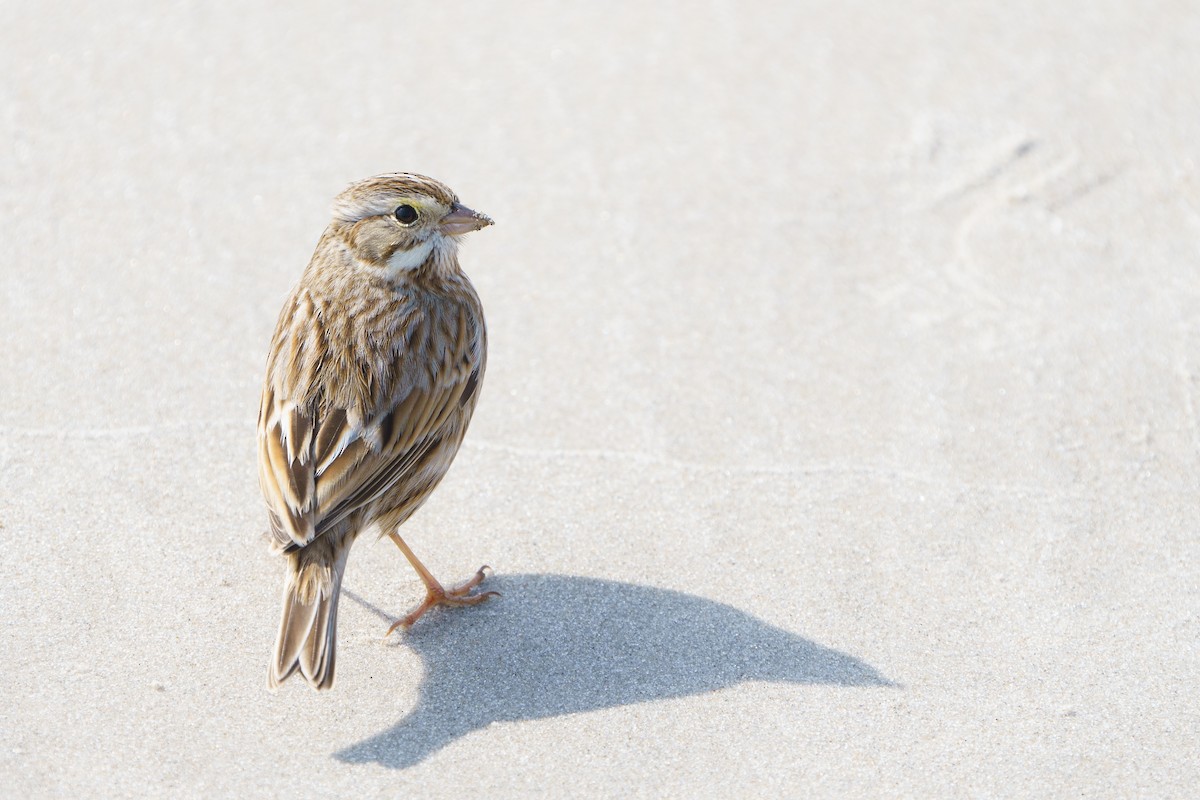Savannah Sparrow (Ipswich) - ML615425877