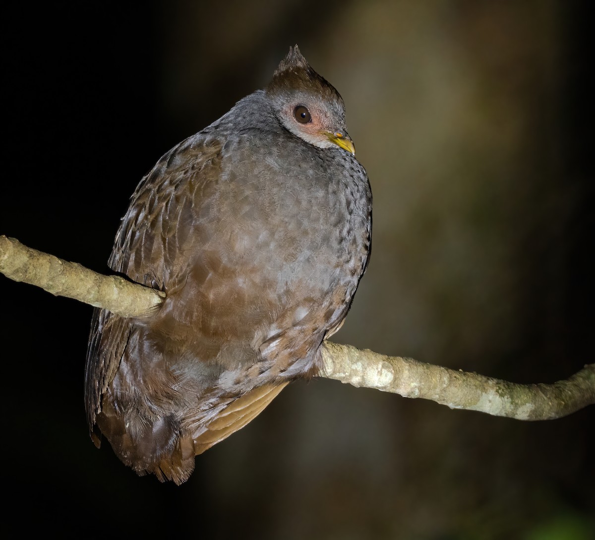 New Guinea Megapode - Wilbur Goh