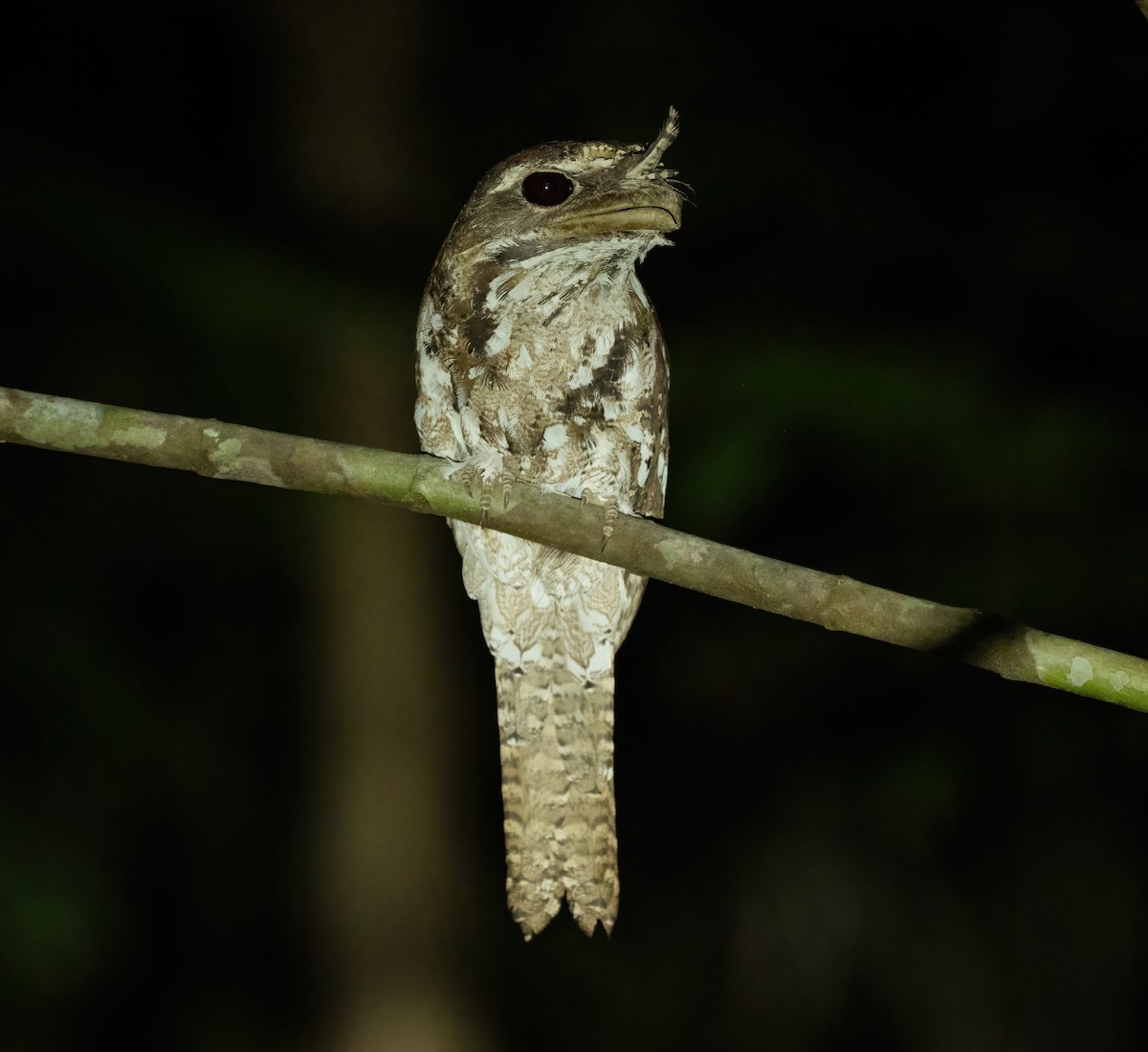 Marbled Frogmouth - ML615425947