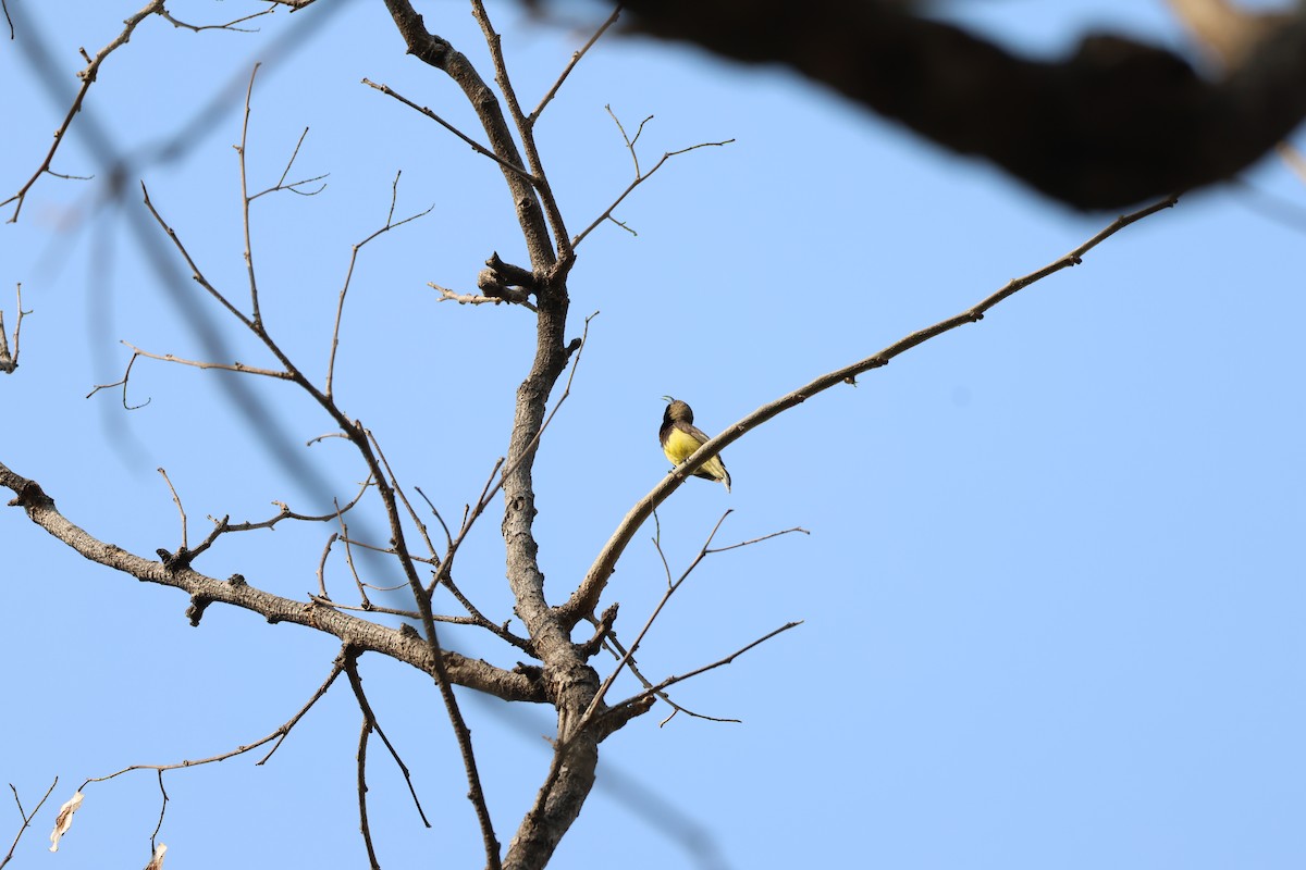 Ornate Sunbird (Ornate) - ML615426051
