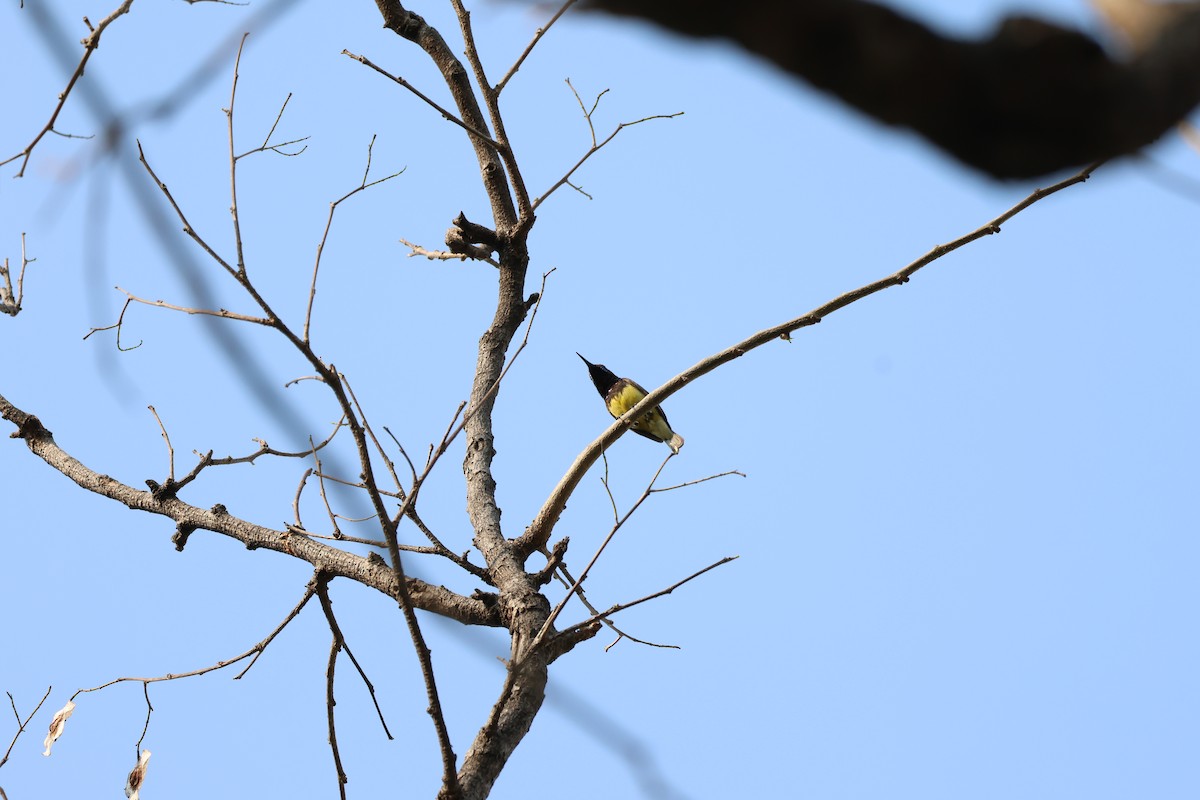 Ornate Sunbird (Ornate) - Akekachoke Buranaanun