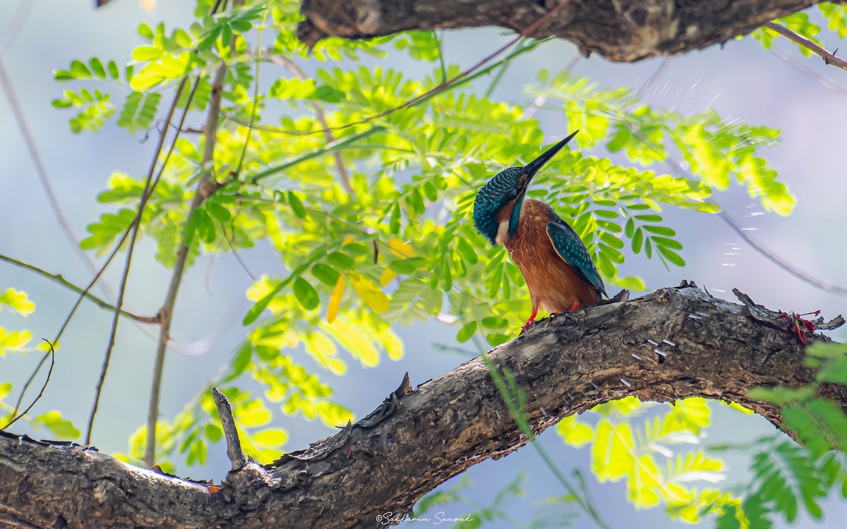 Common Kingfisher - Sakkarin Sansuk