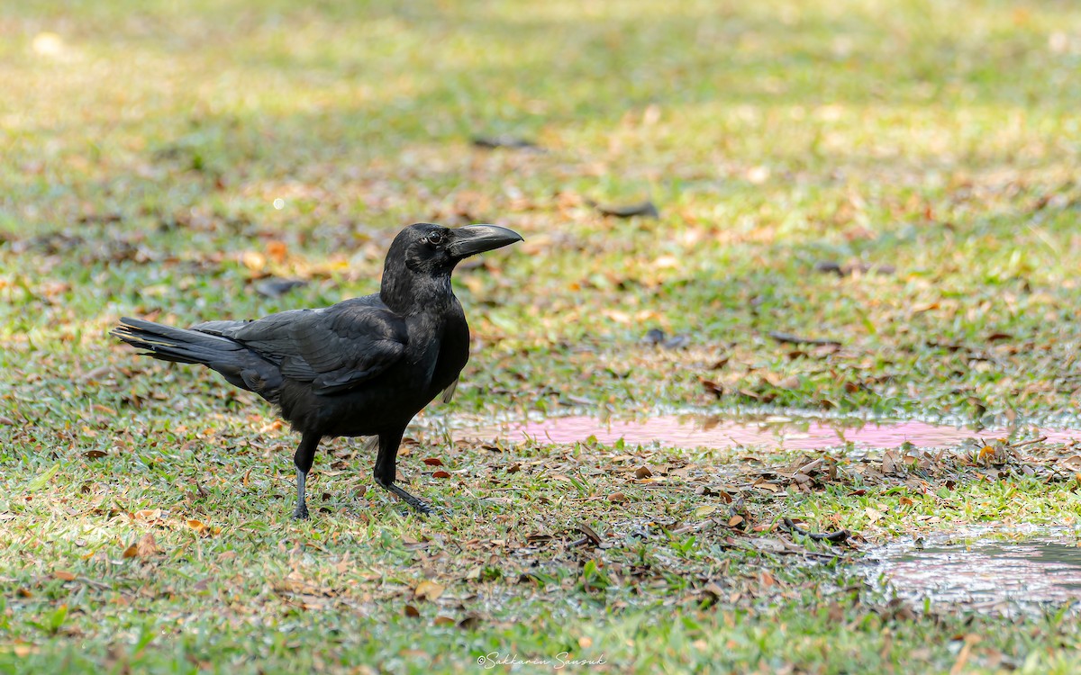 Large-billed Crow (Eastern) - Sakkarin Sansuk