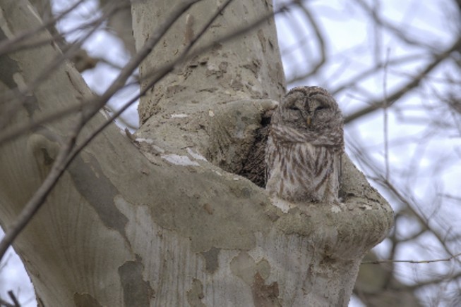 Barred Owl - ML615426283