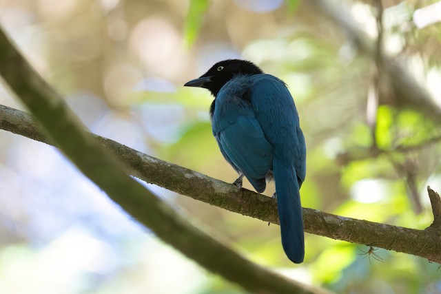 Bushy-crested Jay