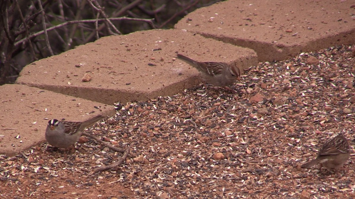 White-crowned Sparrow (Gambel's) - ML615426471