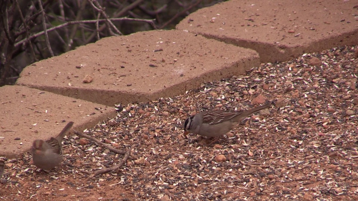 White-crowned Sparrow (Gambel's) - ML615426472