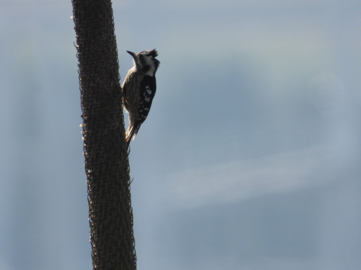 Gray-capped Pygmy Woodpecker - 永樹 陳