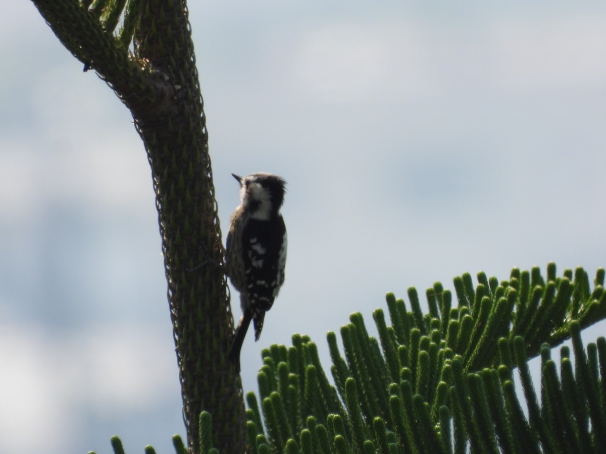 Gray-capped Pygmy Woodpecker - ML615426571
