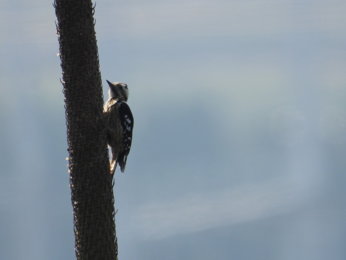 Gray-capped Pygmy Woodpecker - 永樹 陳