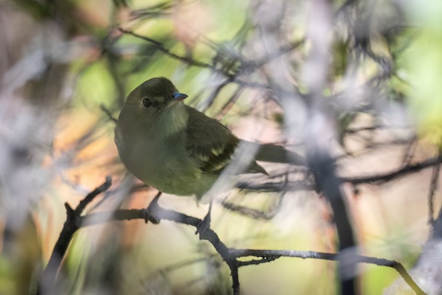 Mountain Elaenia