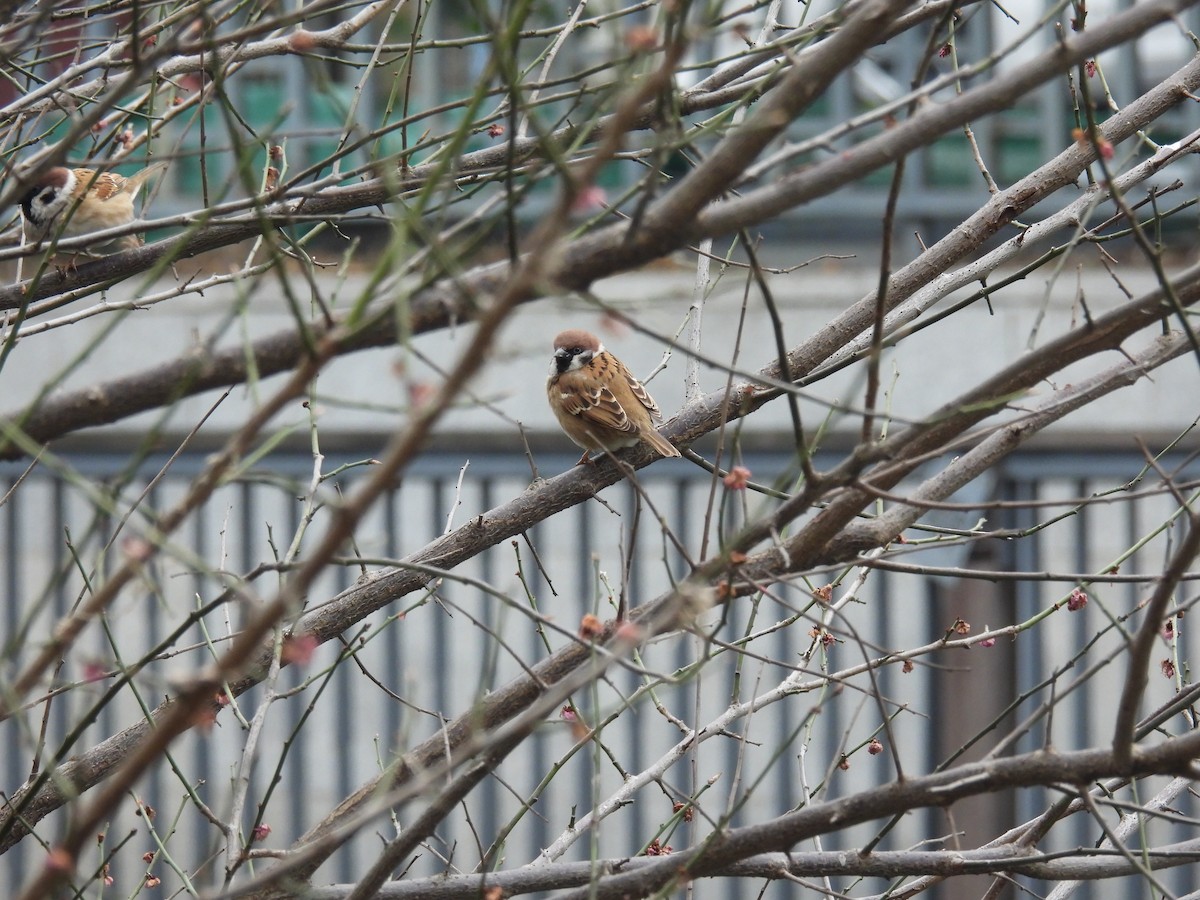 Eurasian Tree Sparrow - ML615426591