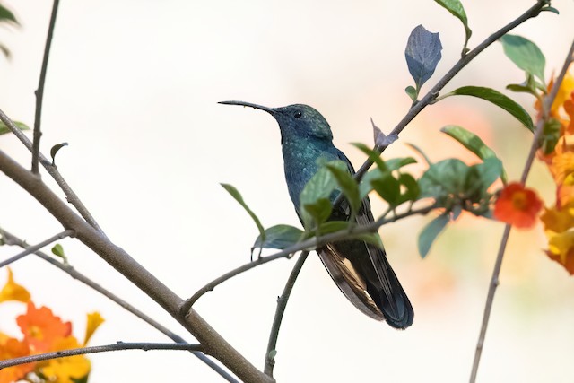 Mexican Violetear