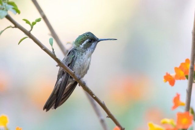 Green-throated Mountain-gem