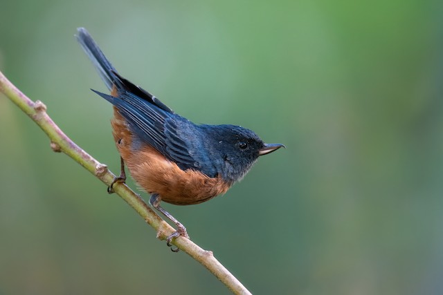 Cinnamon-bellied Flowerpiercer