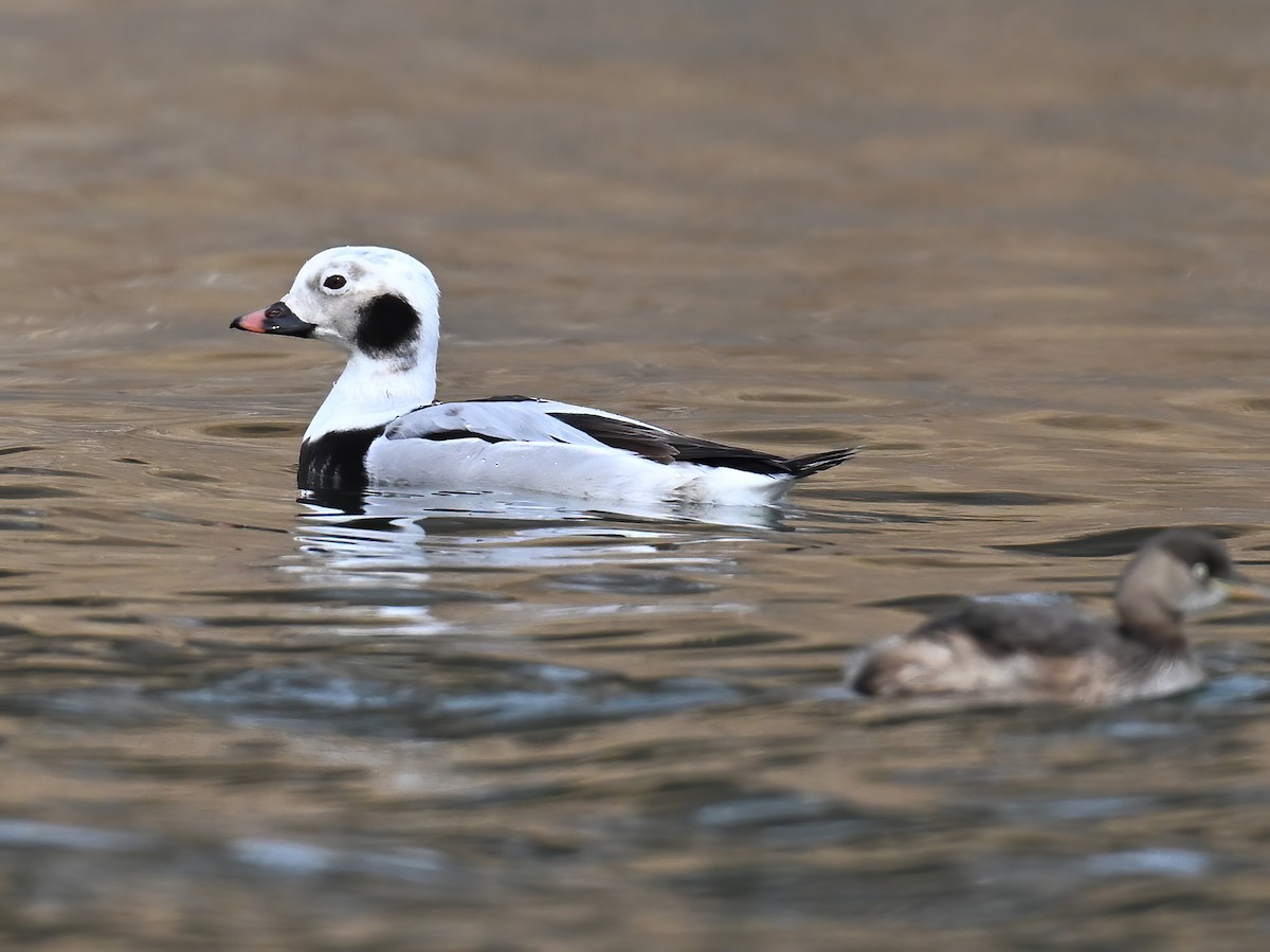 Long-tailed Duck - ML615426752