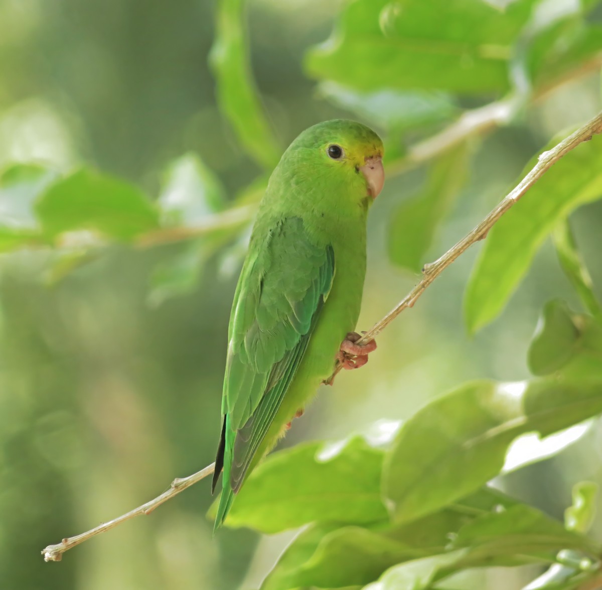 Turquoise-winged Parrotlet - ML615426806