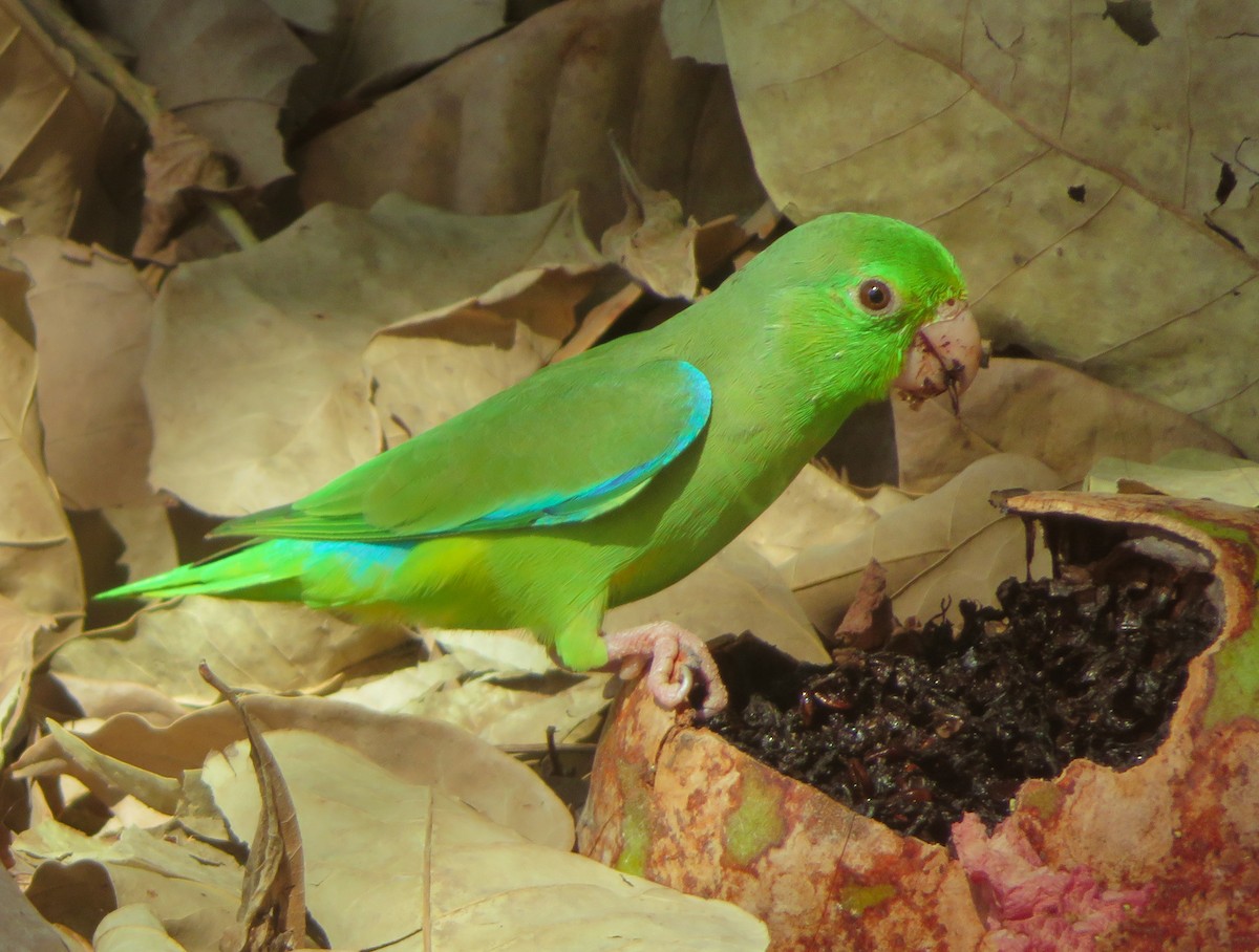 Turquoise-winged Parrotlet - ML615426807