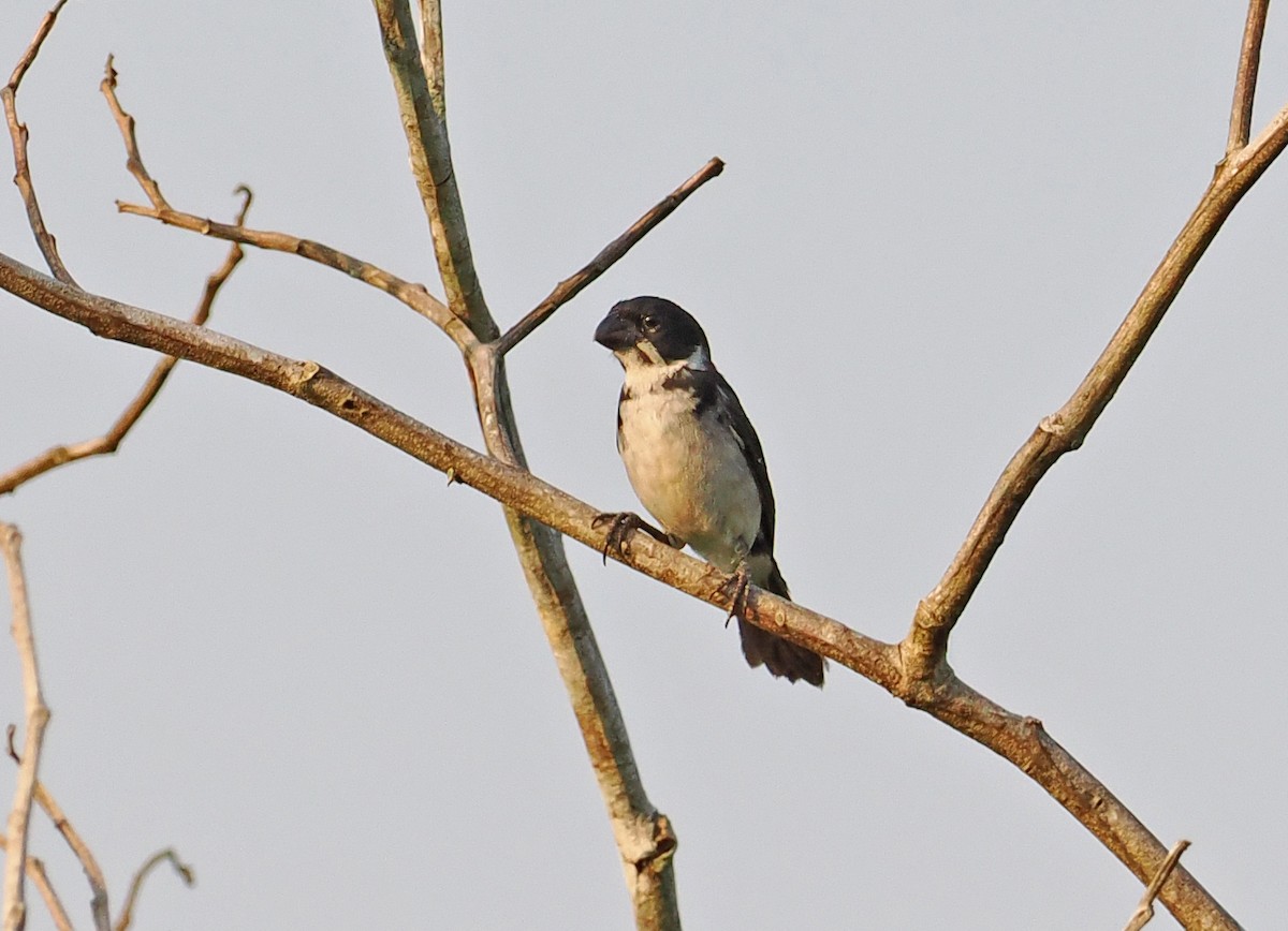 Wing-barred Seedeater (Caqueta) - ML615426875