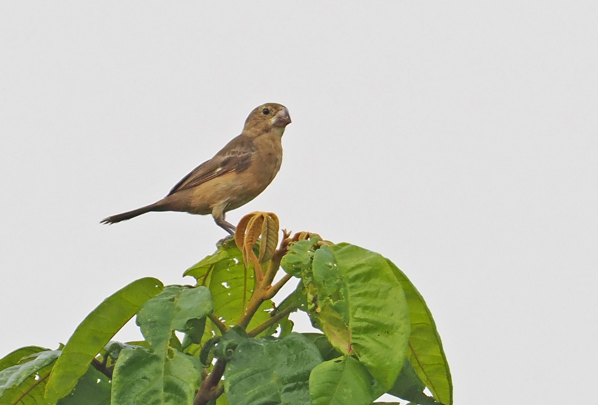 Large-billed Seed-Finch - ML615427005