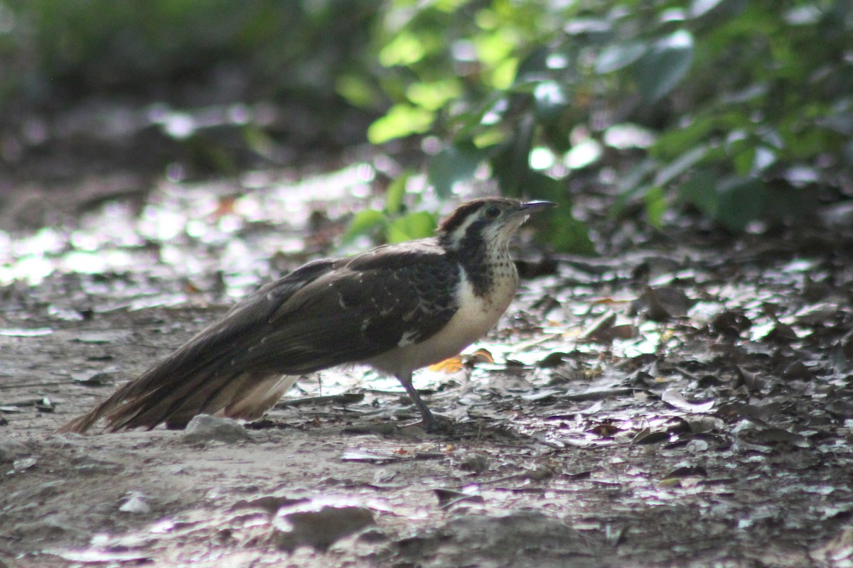 Pheasant Cuckoo - ML615427291