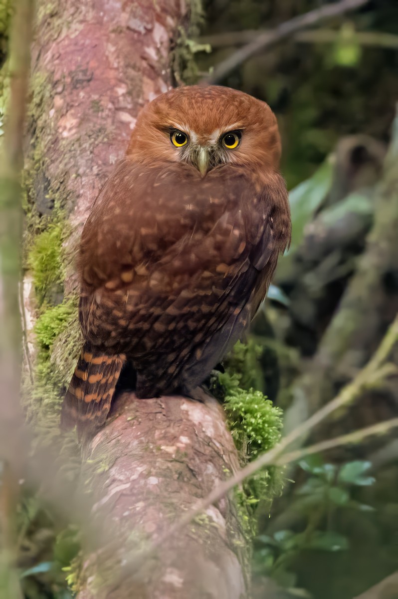 Andean Pygmy-Owl - ML615427299