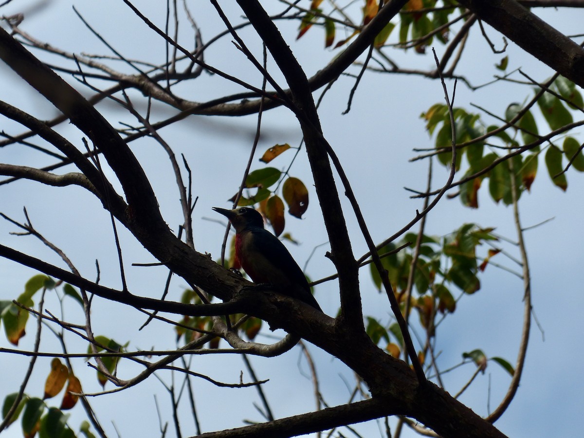 Puerto Rican Woodpecker - Robert Mayer