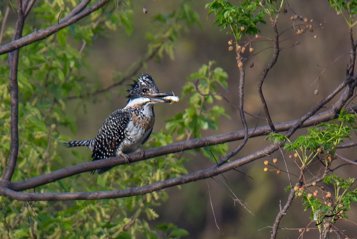 Crested Kingfisher - ML615427755
