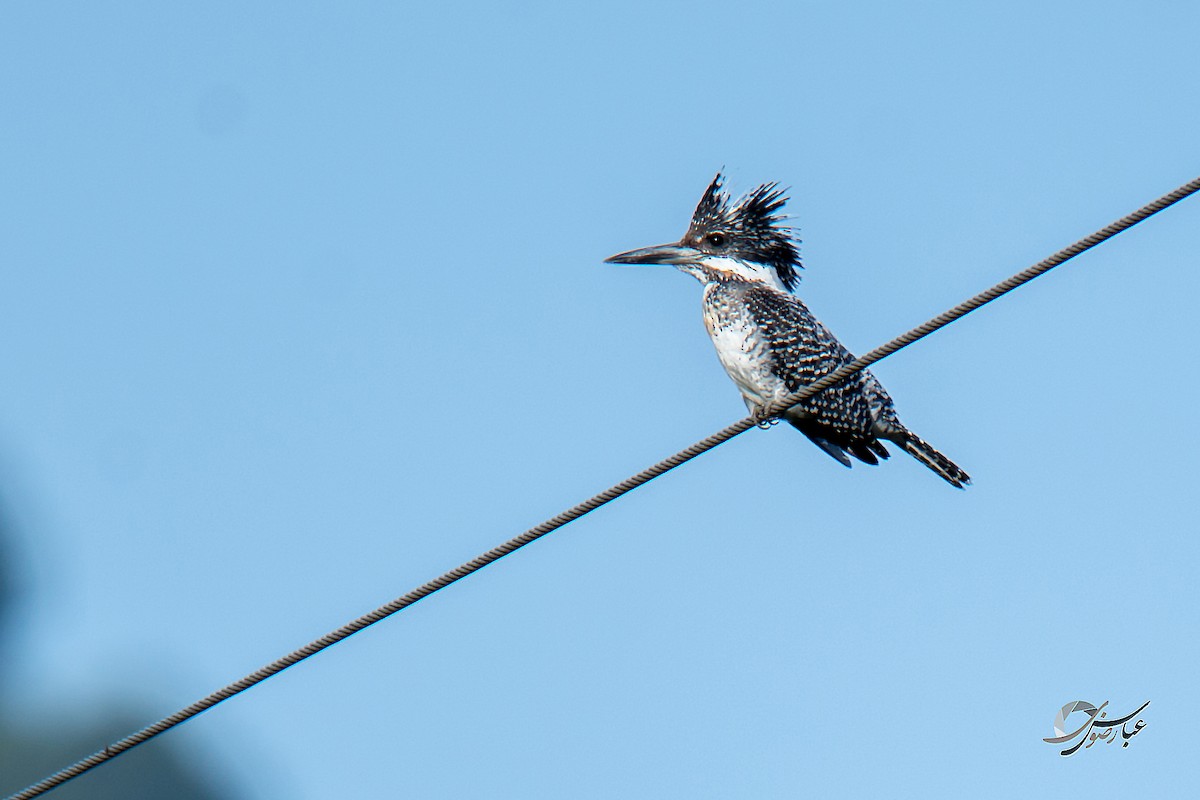 Crested Kingfisher - ML615427765