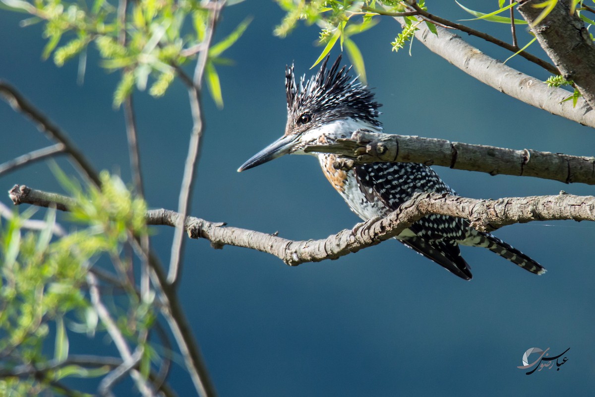 Crested Kingfisher - ML615427771