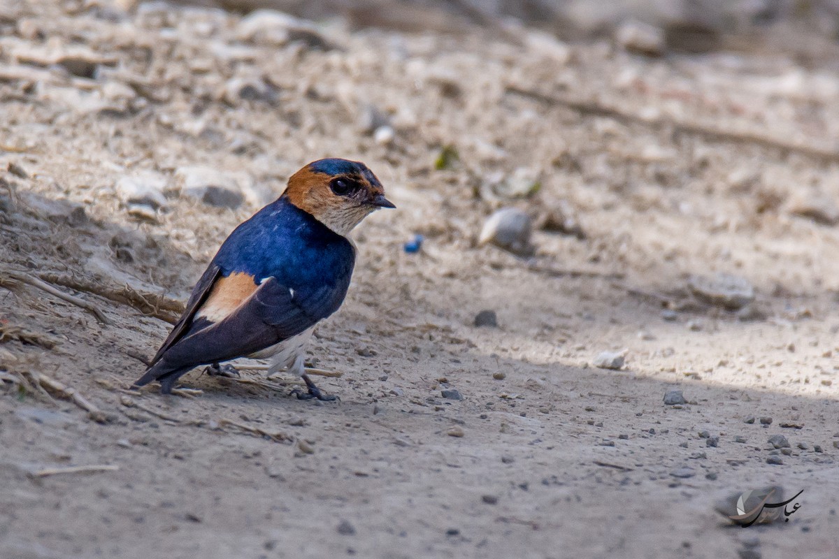 Red-rumped Swallow - ML615427834