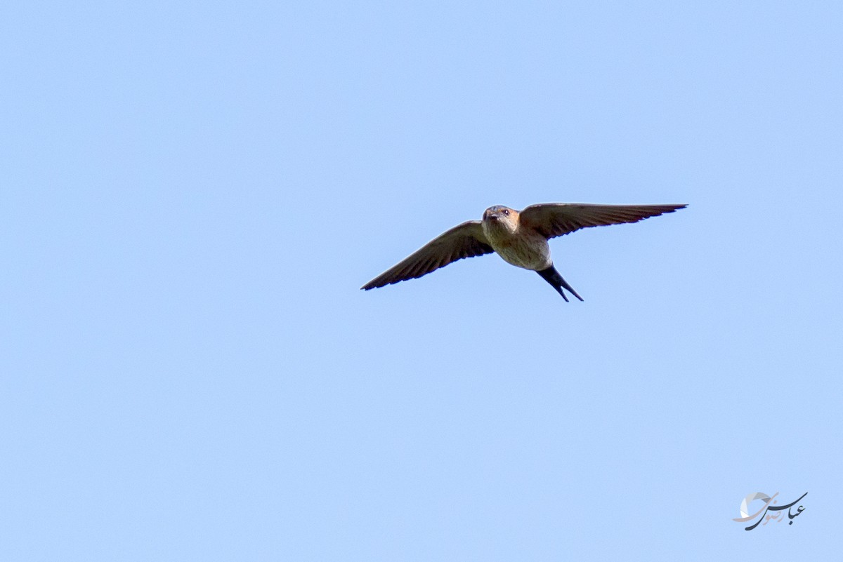 Red-rumped Swallow - ML615427836